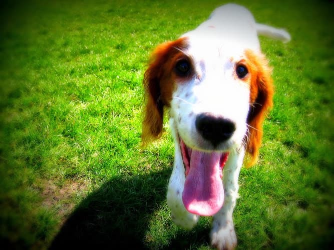 Business listing image