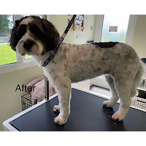 Business listing image