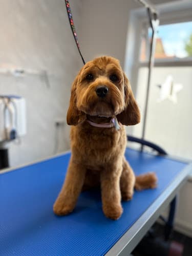 Business listing image