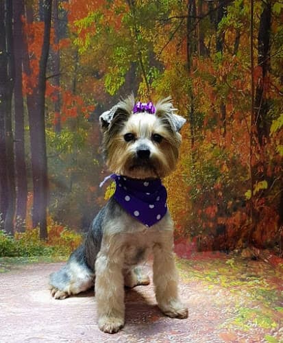 Business listing image