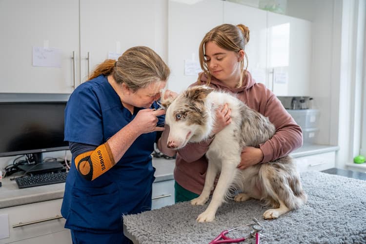 Business listing image