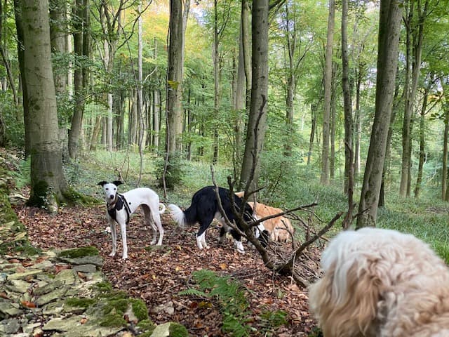 Business listing image