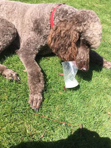 Business listing image