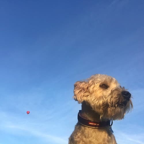 Business listing image