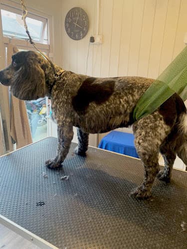 Business listing image