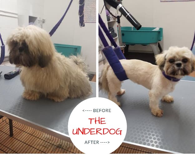 Business listing image