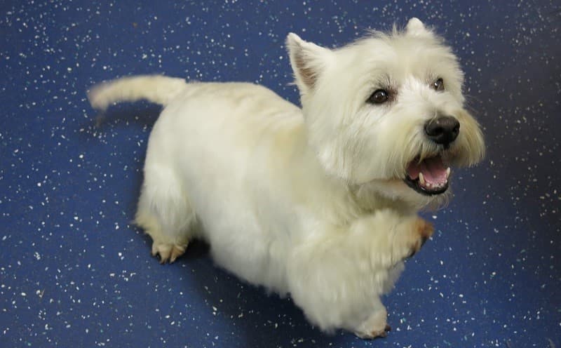 Business listing image