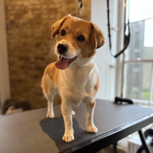 Business listing image