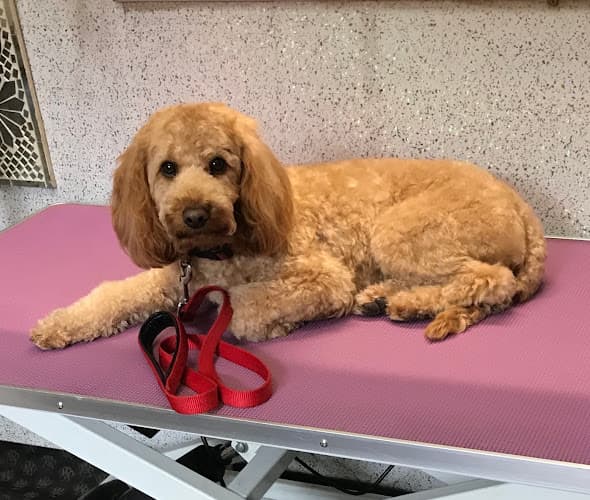 Business listing image