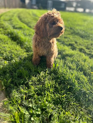 Business listing image