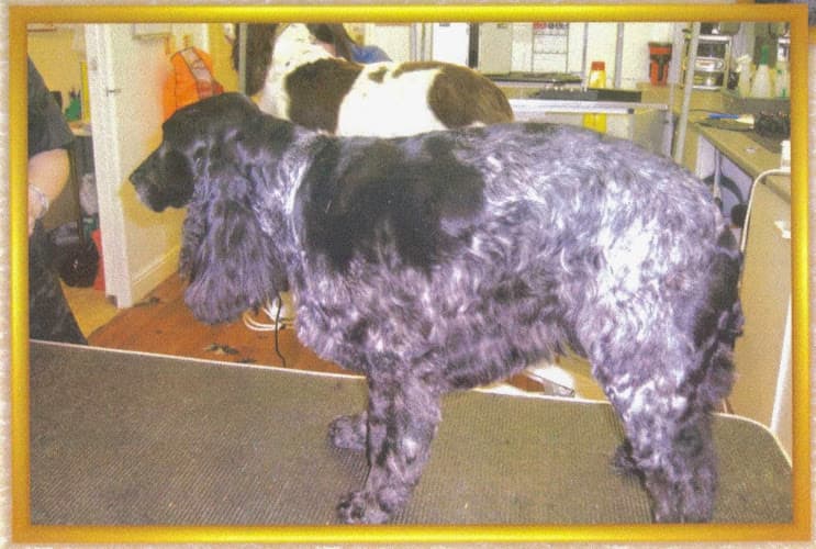 Business listing image