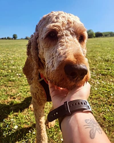 Business listing image