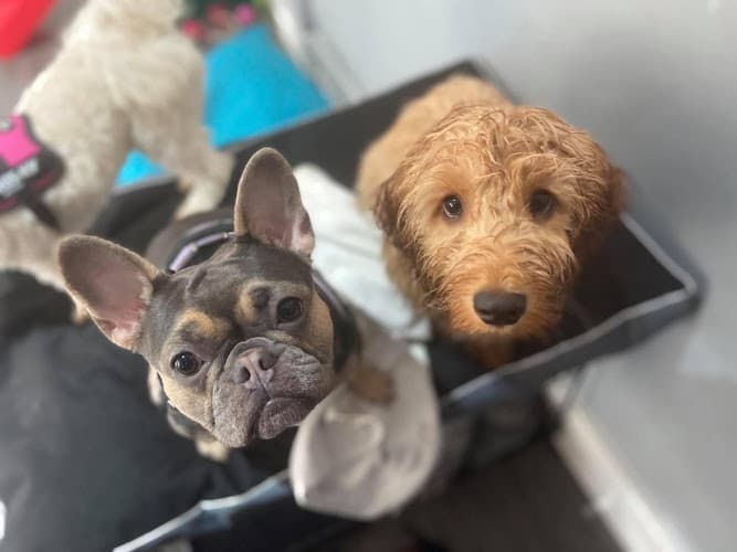 Business listing image