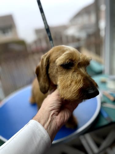 Business listing image