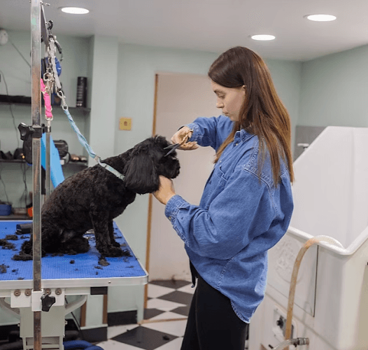 Business listing image