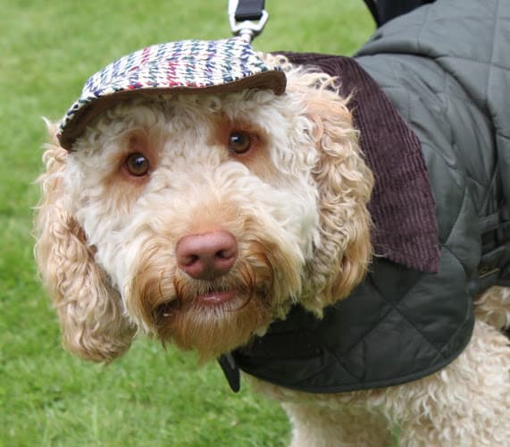 Business listing image