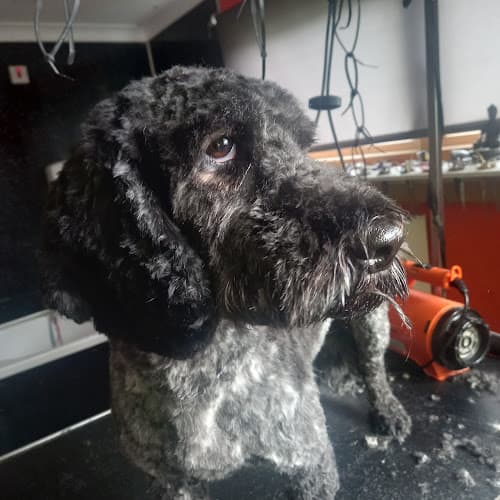 Business listing image