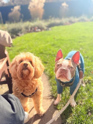 Business listing image