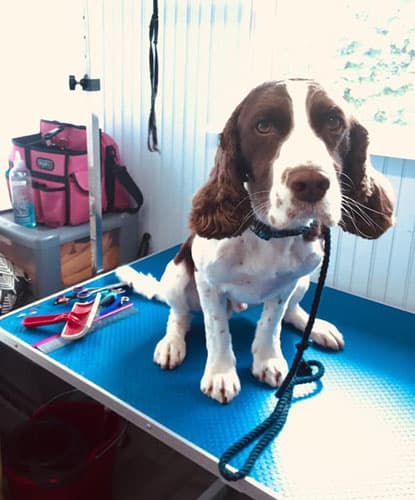 Business listing image