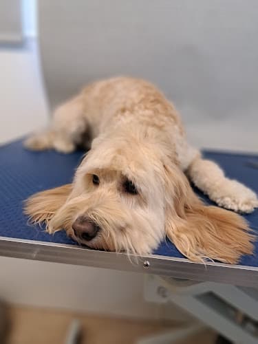 Business listing image