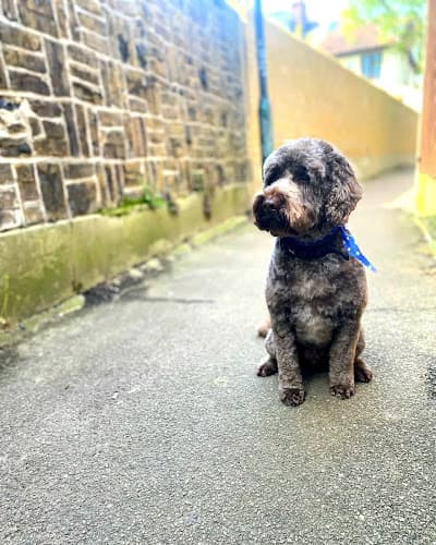 Business listing image