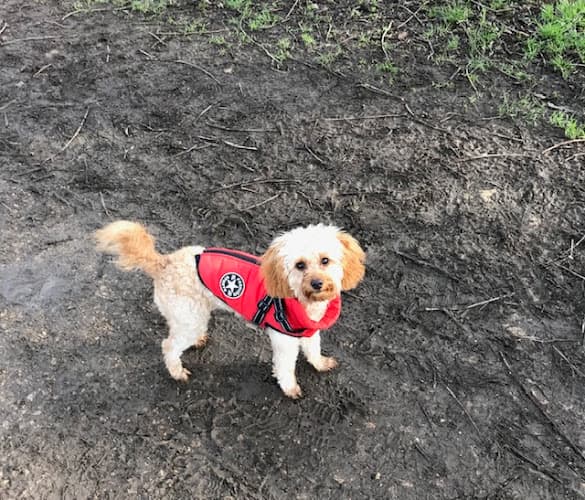 Business listing image