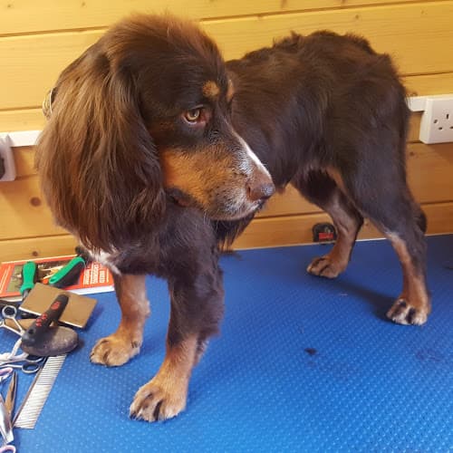 Business listing image