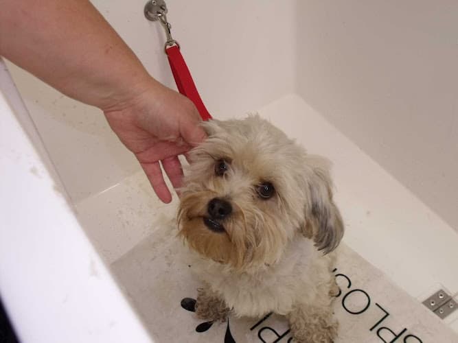 Business listing image