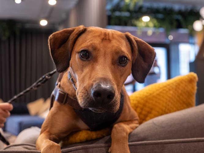 Business listing image