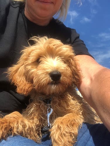 Business listing image