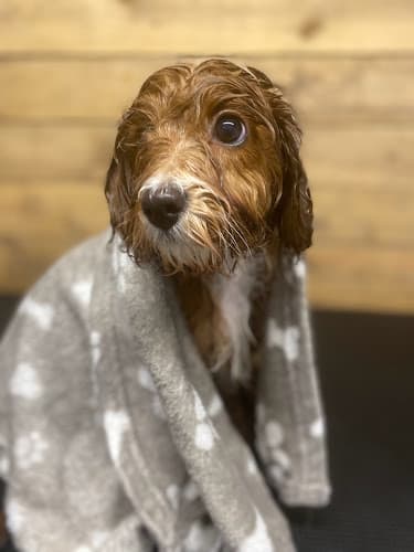 Business listing image