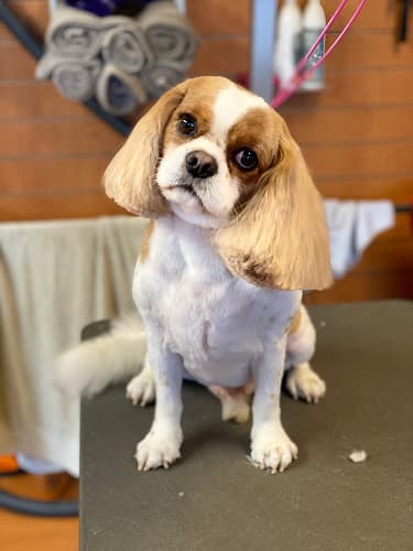 Business listing image