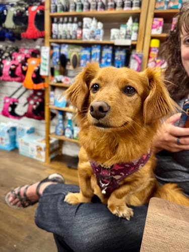 Business listing image