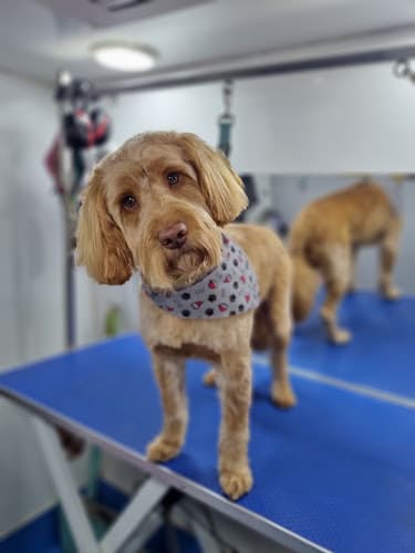 Business listing image