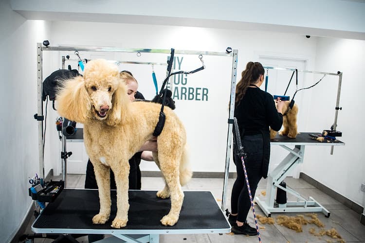 Business listing image