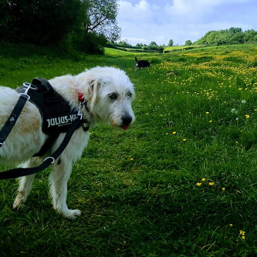 Business listing image