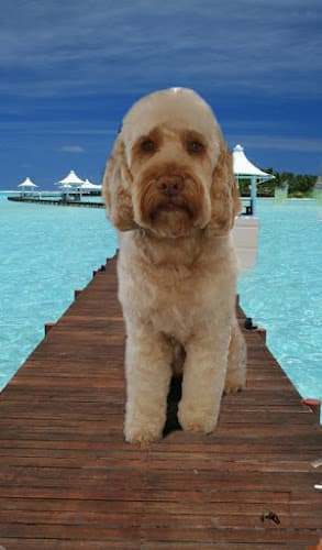 Business listing image