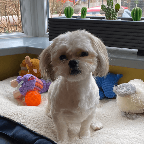 Business listing image