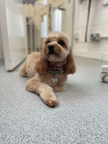 Business listing image