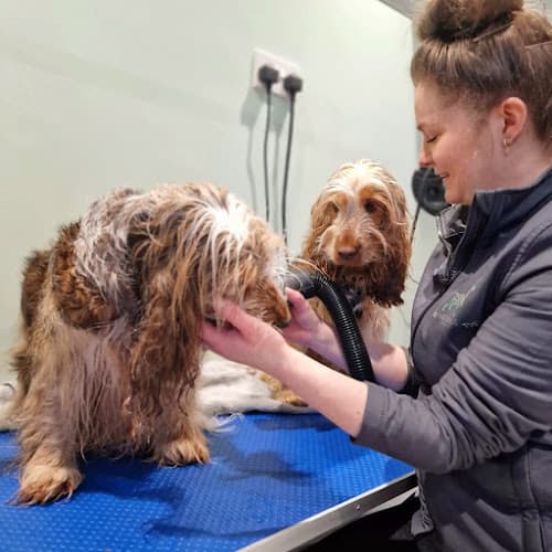 Business listing image