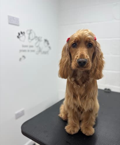 Business listing image