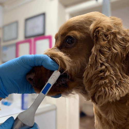 Business listing image