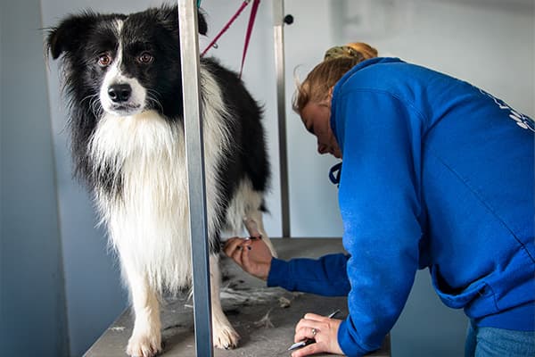 Business listing image