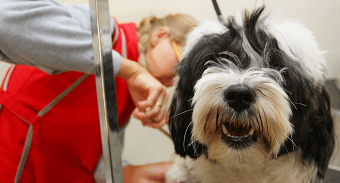 Business listing image