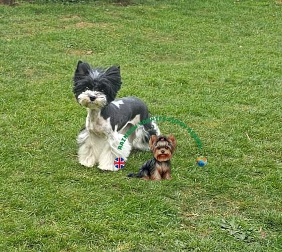 Business listing image