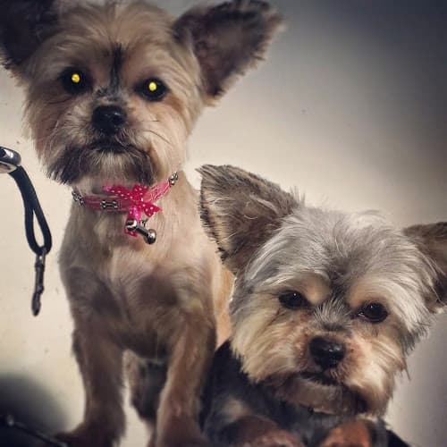 Business listing image