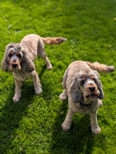 Business listing image