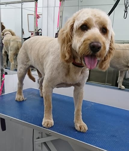 Business listing image