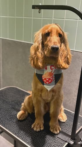 Business listing image