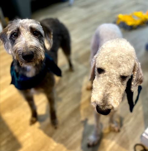 Business listing image